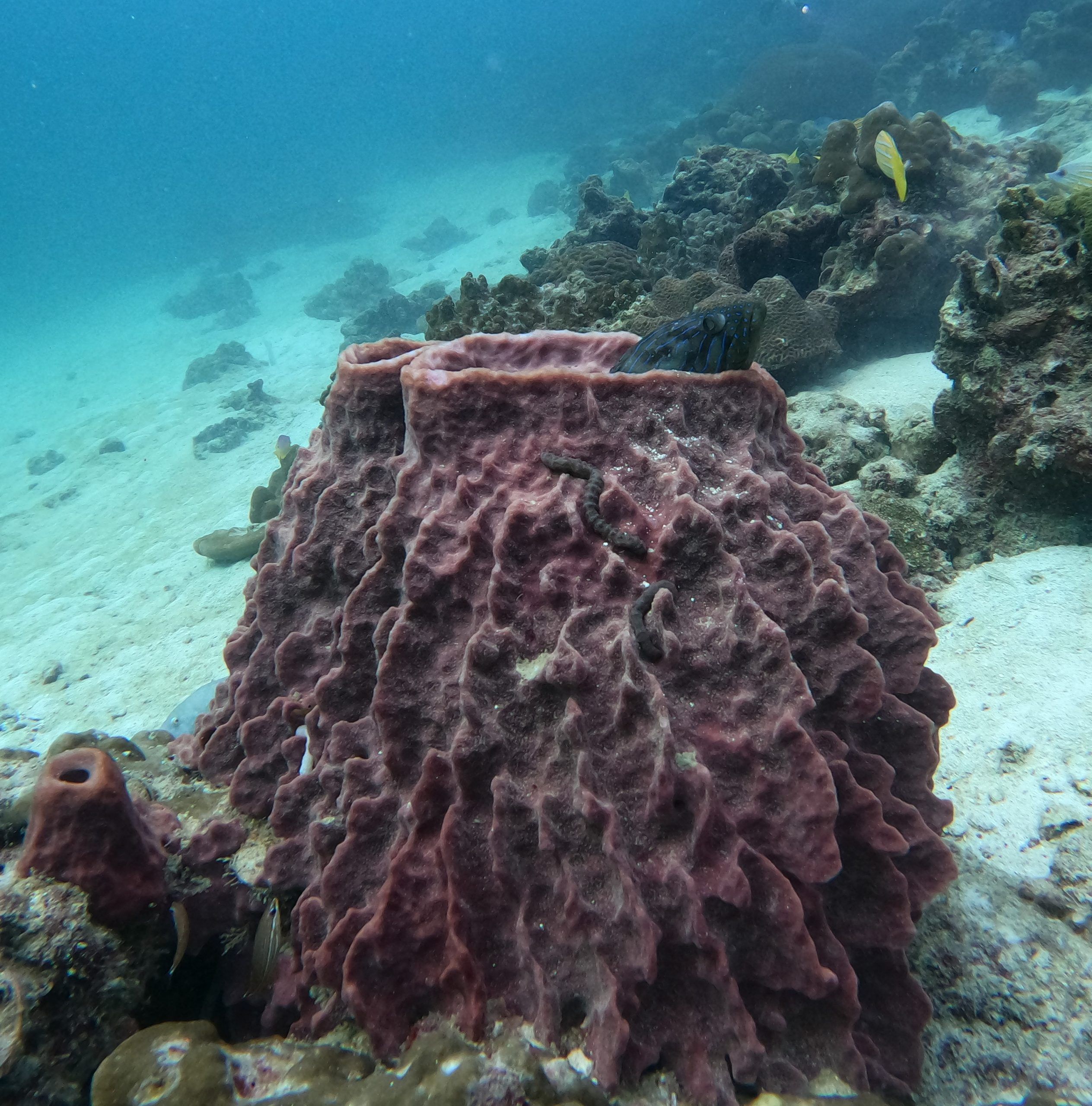 coral