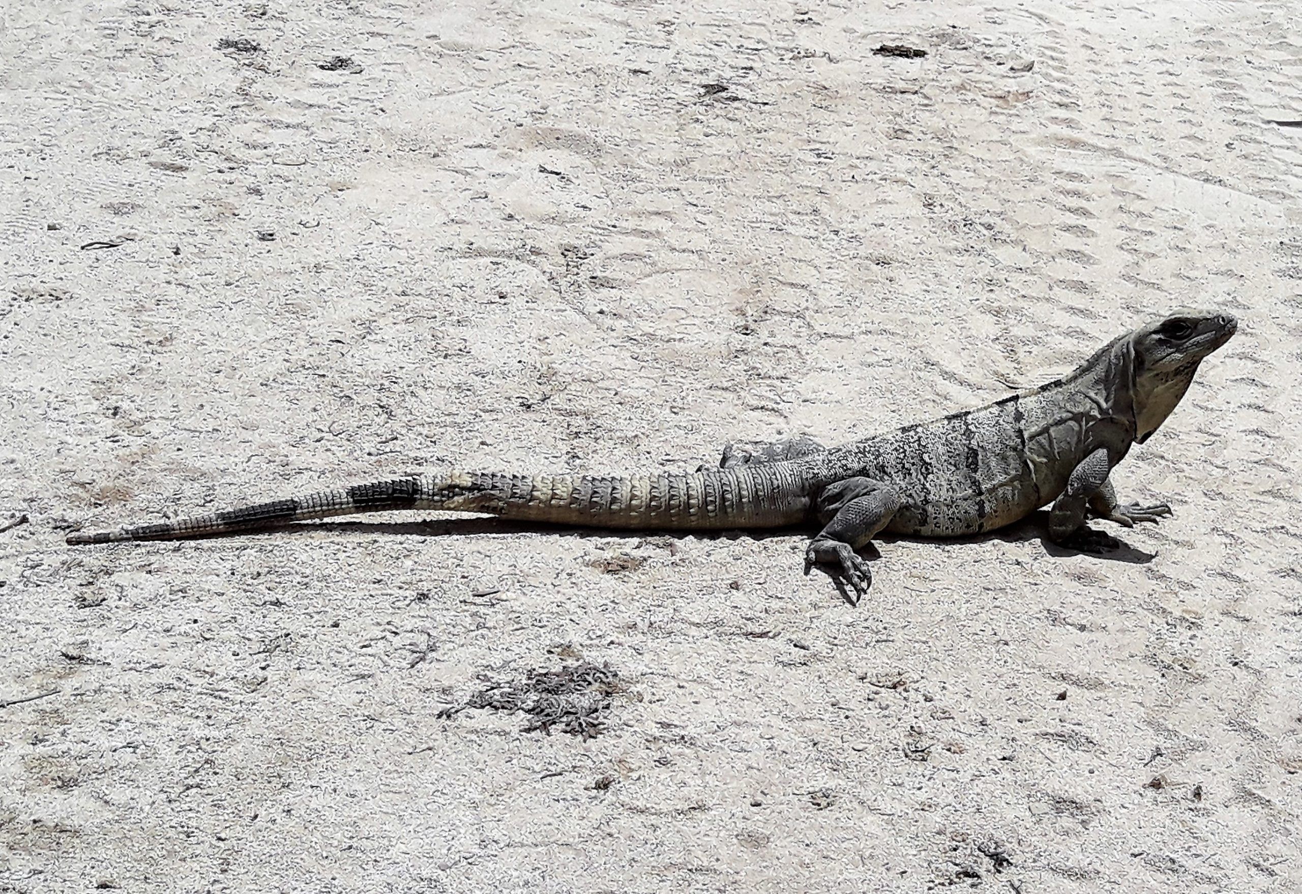 Iguana en la playa