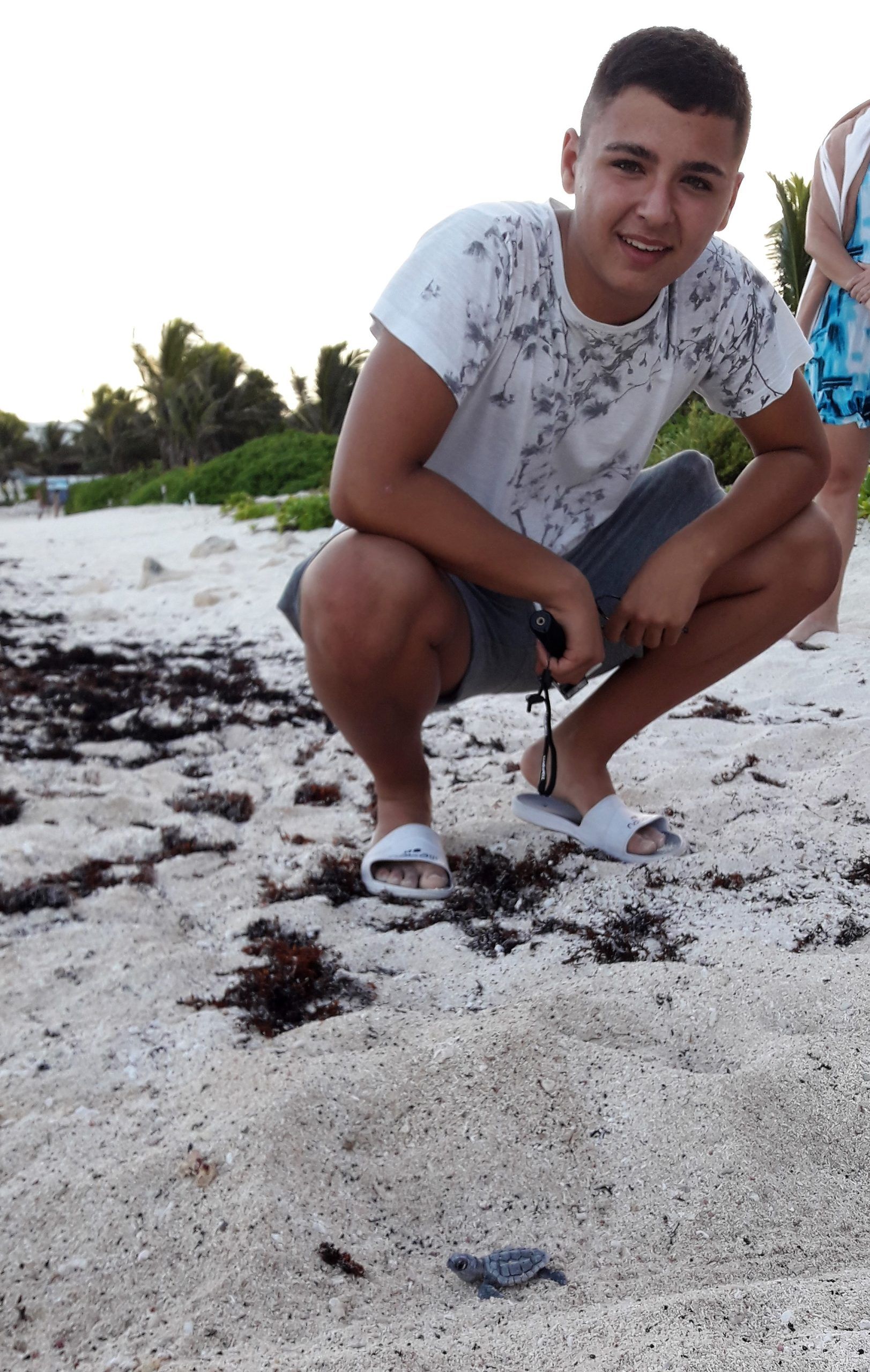 nacimiento de tortugas