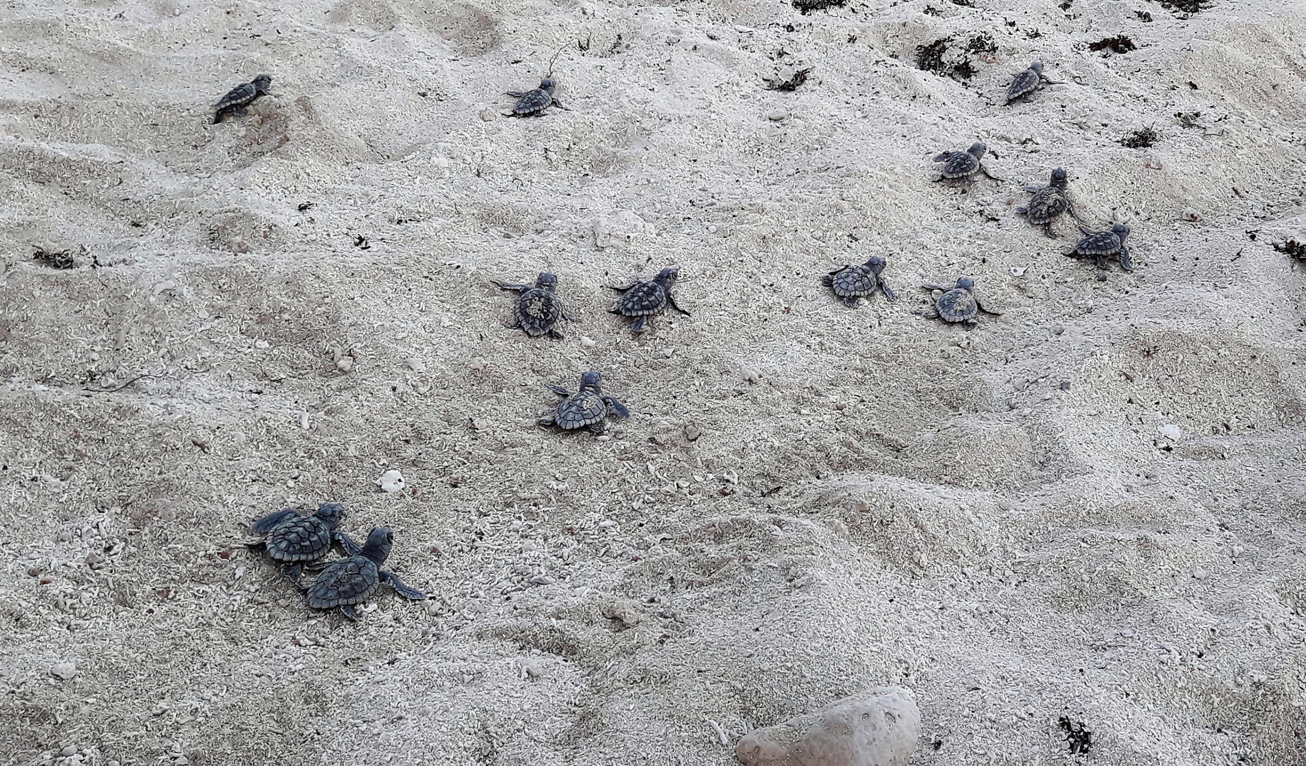nacimiento de tortugas