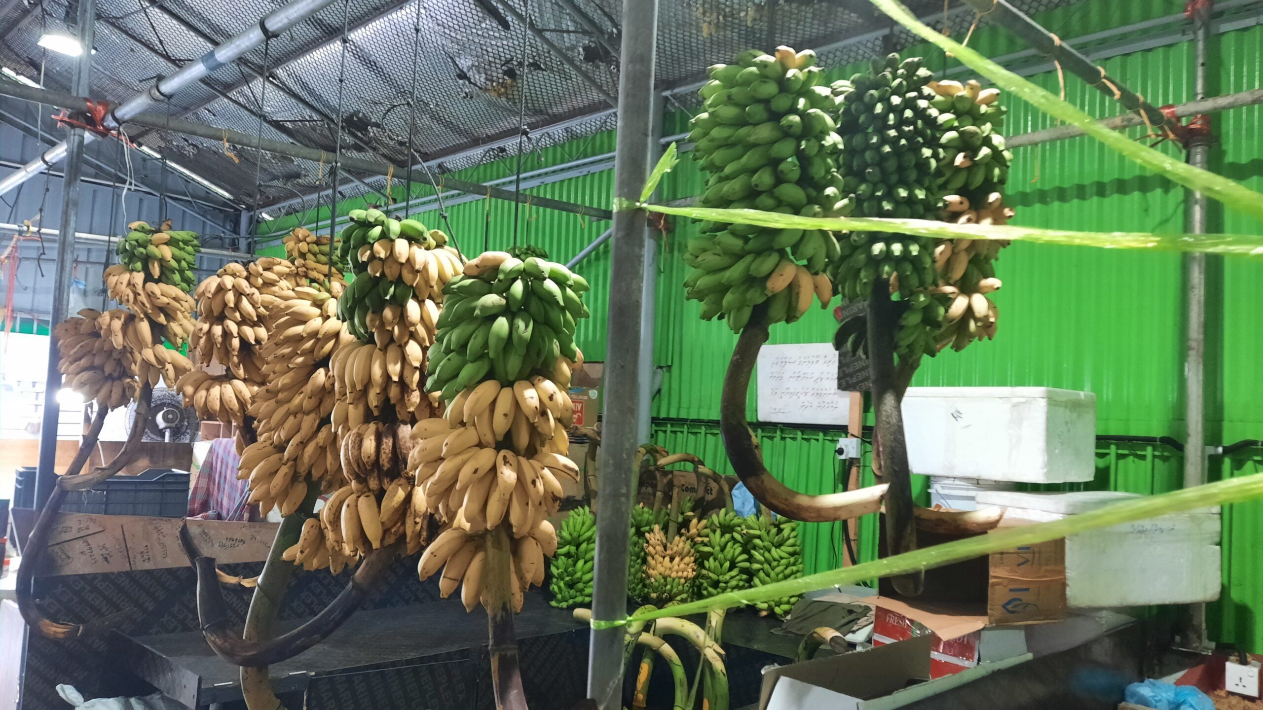 bananas