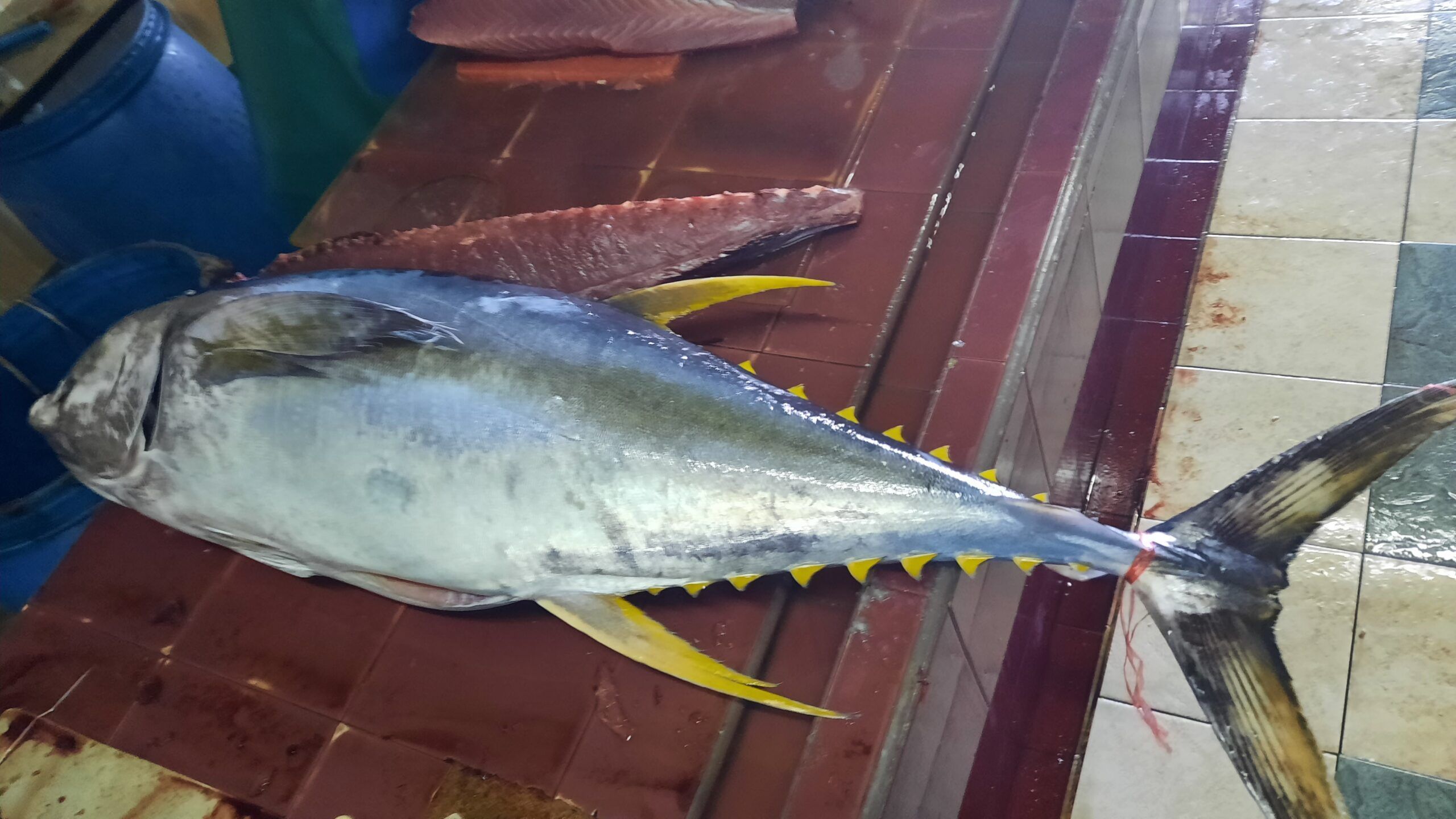 pescado grande