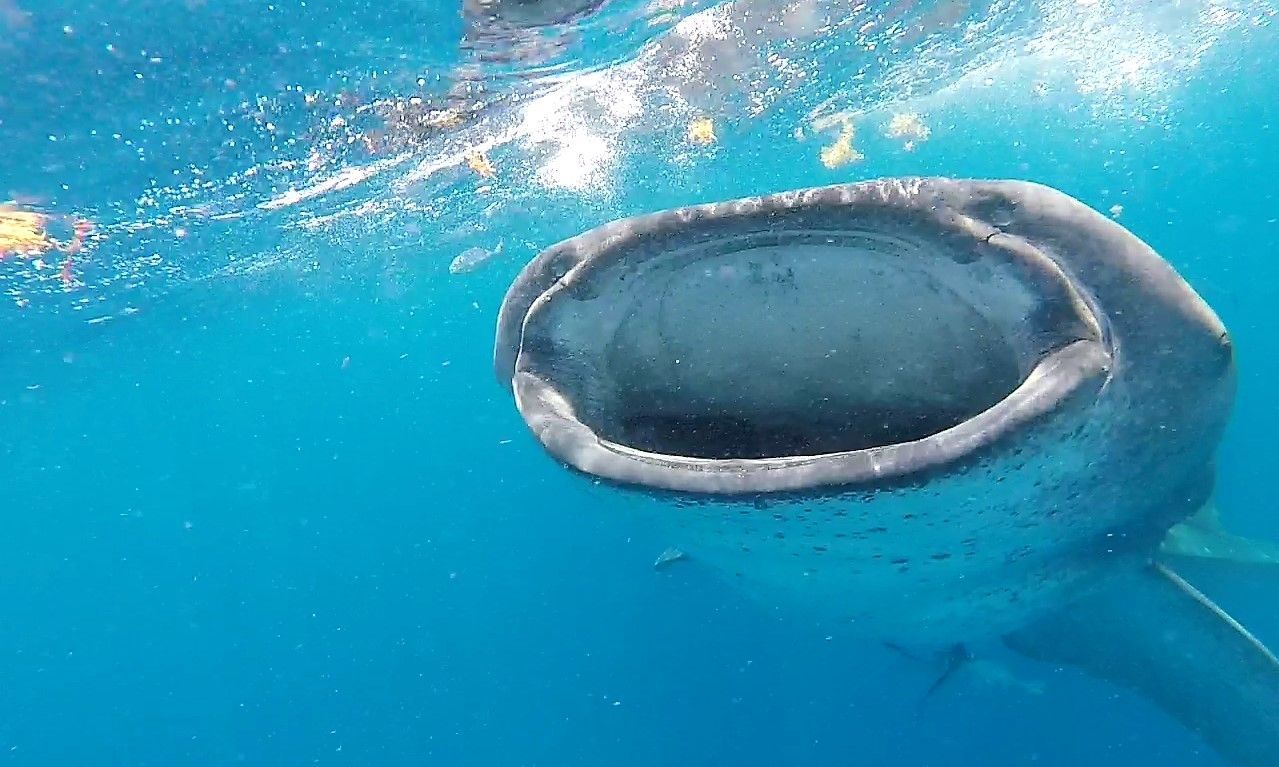 tiburon ballena