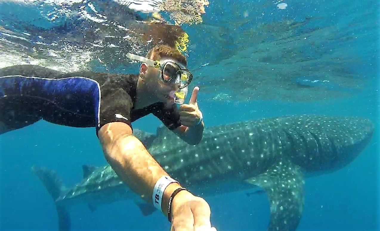 tiburon ballena