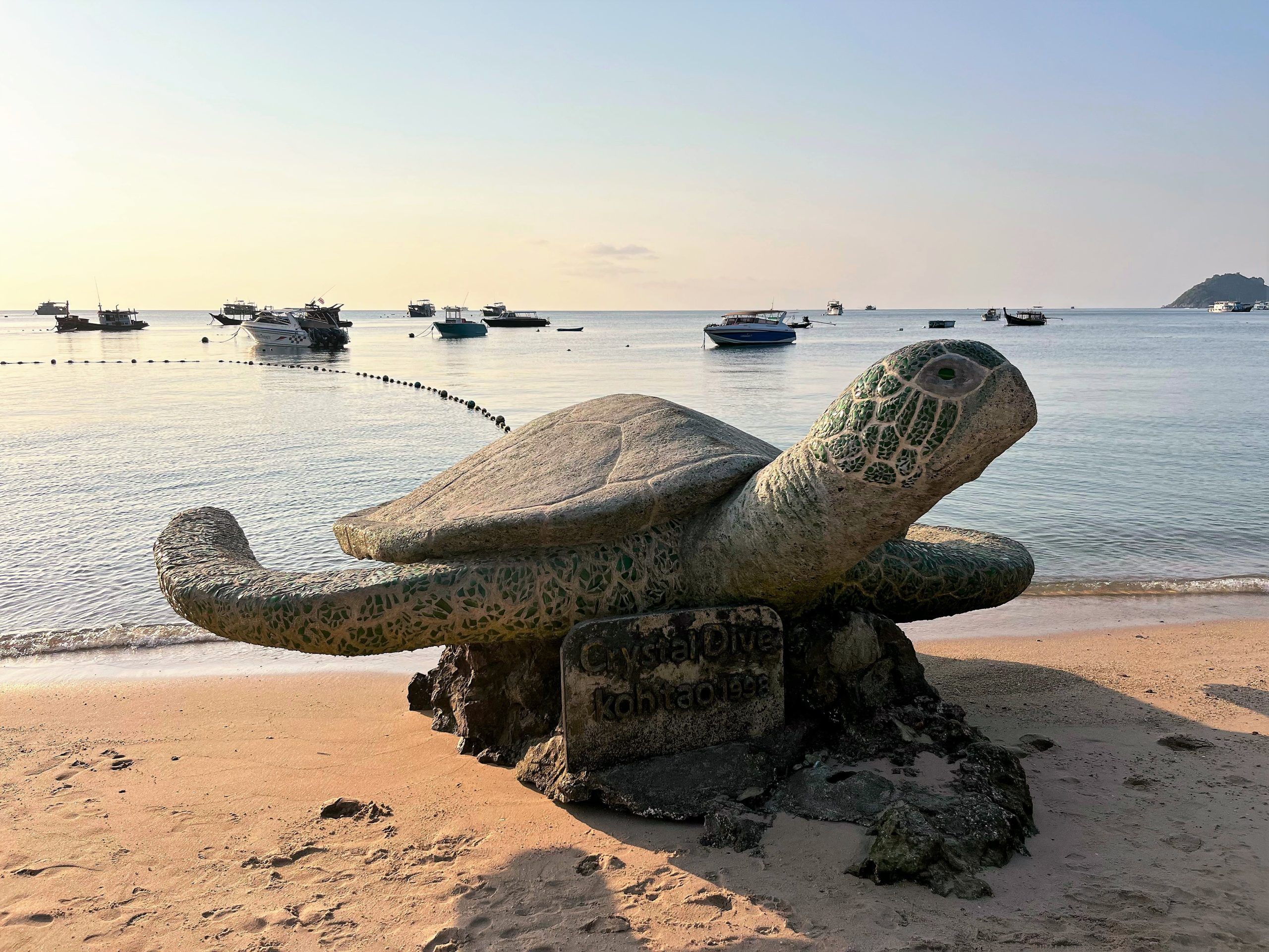 tortuga