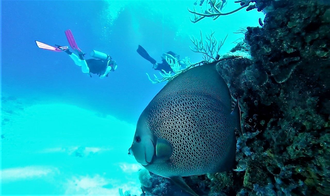 Buceo
