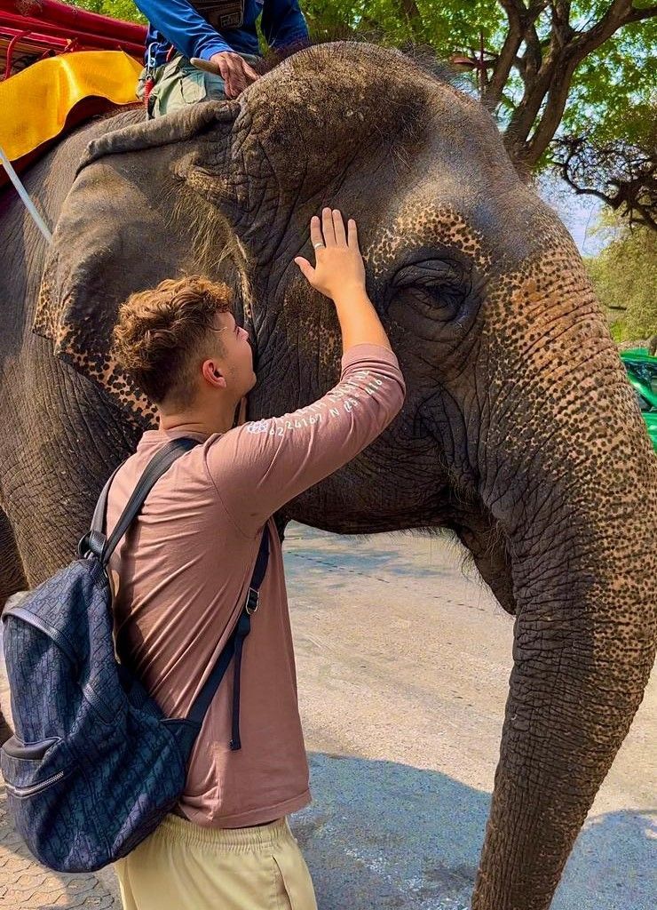 elefante