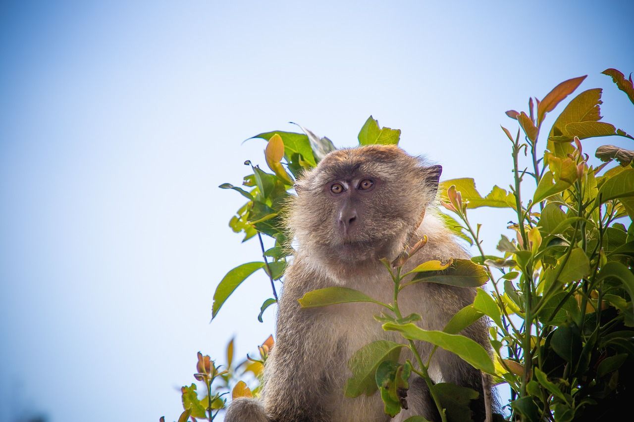 Mono Langkawi