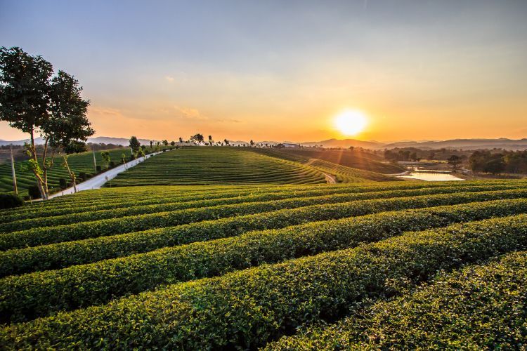 Viaje a tailandia. Té