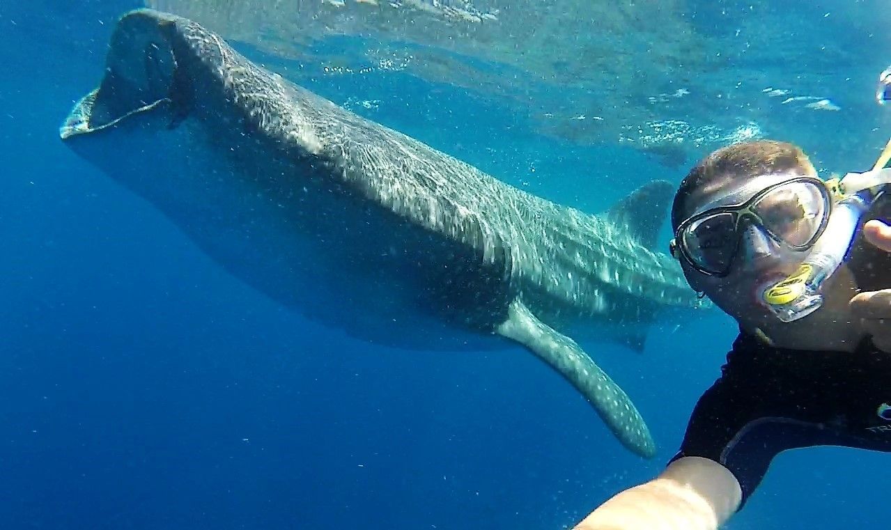 tiburon ballena