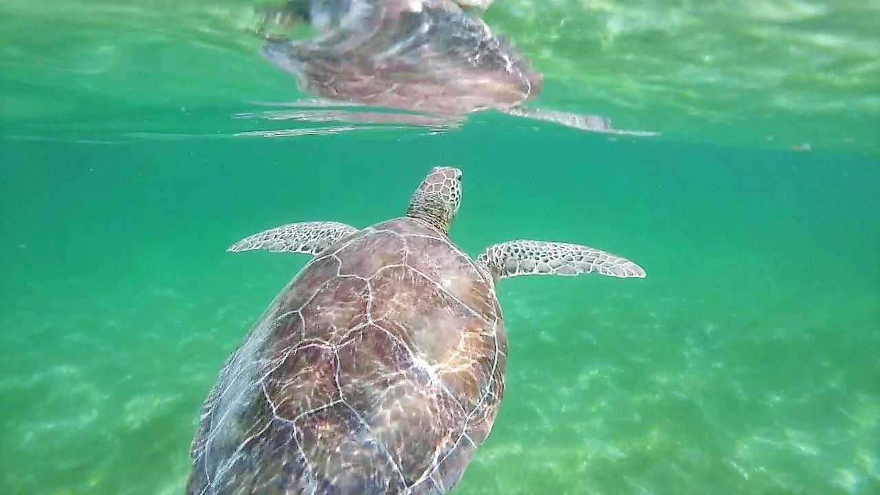 tortuga