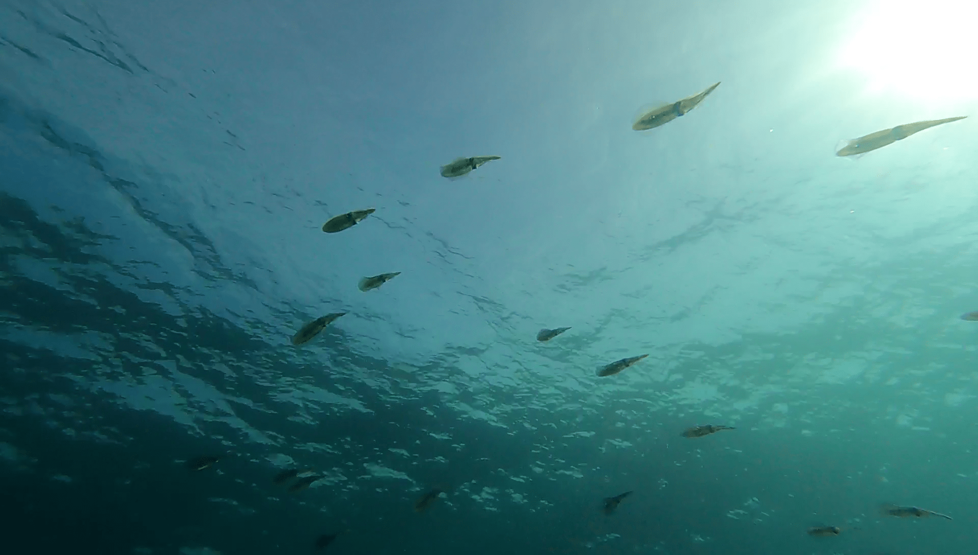 calamares