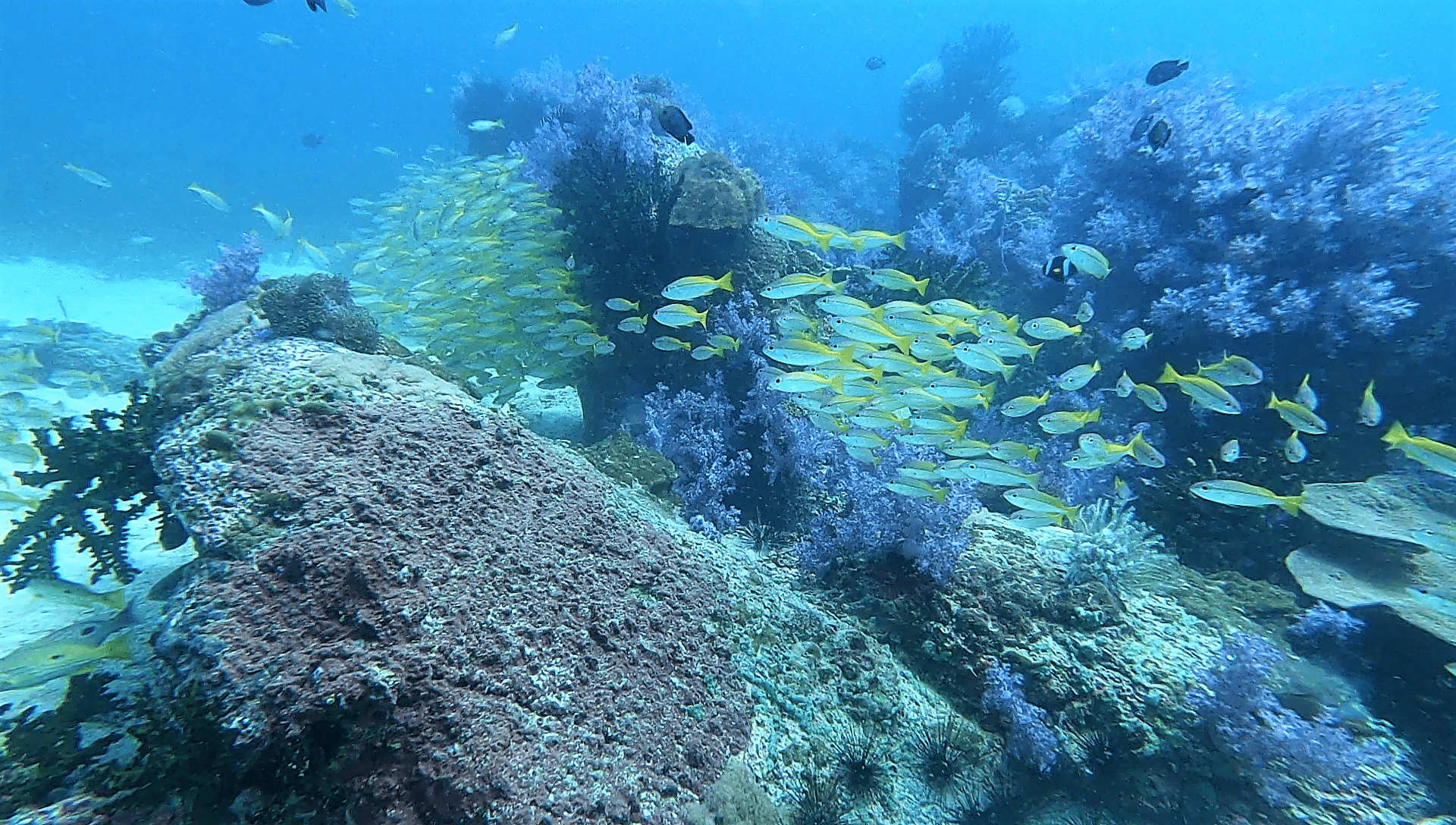 corales