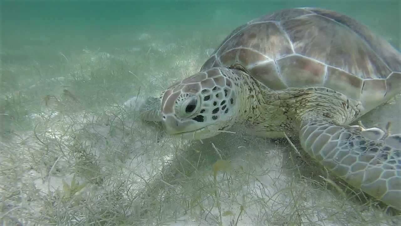tortuga comiendo